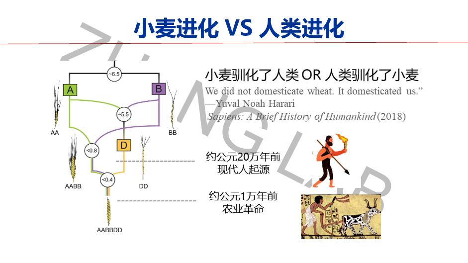 转座子的最新研究进展